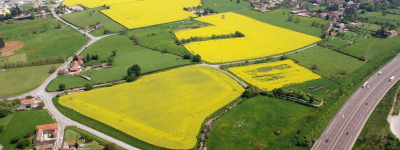 Vue aérienne de champs de colza, taches jaune dans la campagne